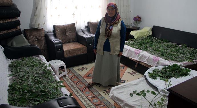 Misafir odasında 'ipek böceklerini' ağırlıyor Misafir odasında 'ipek böceklerini' ağırlıyor