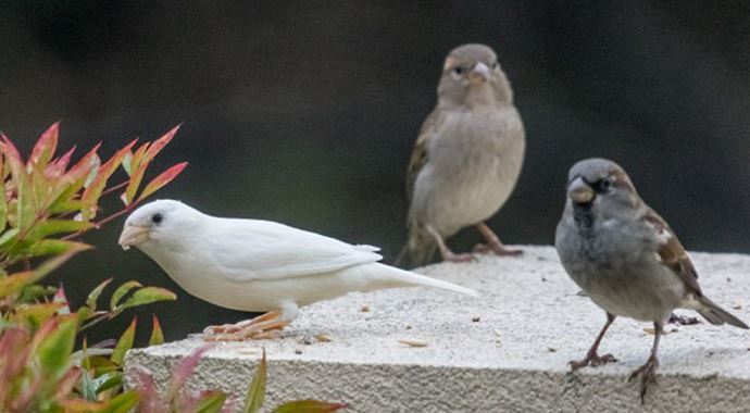 Albino serçe