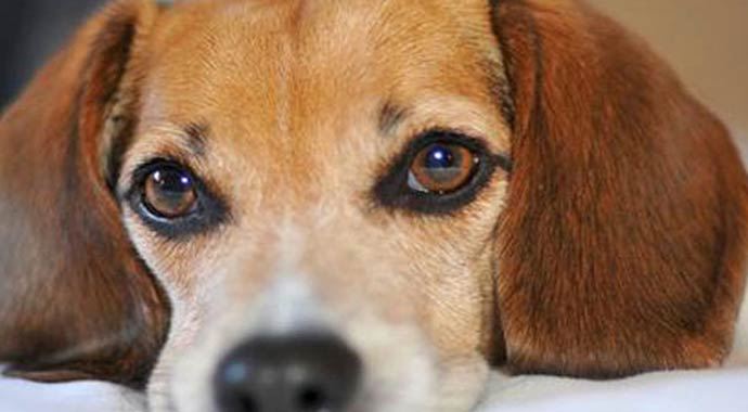Kayıp köpeğini bulana 1,5 milyonluk evini verecek
