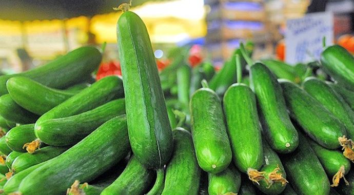 Soğuk hava salatalıkta verimi düşürdü