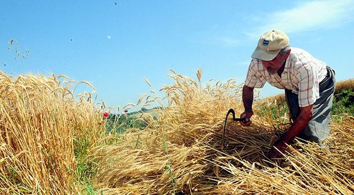 Buğday Çukurova'da üreticinin yüzünü güldürdü Buğday Çukurova'da üreticinin yüzünü güldürdü