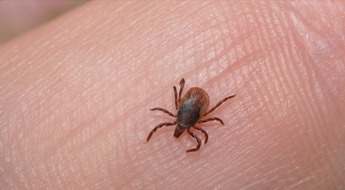 9 kentte kene alarmı 9 kentte kene alarmı