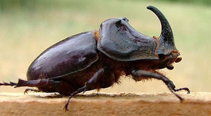 Bakanlık dayanamadı ve açıkladı! İşte gergedan böceğinin değeri... Bakanlık dayanamadı ve açıkladı! İşte gergedan böceğinin değeri...