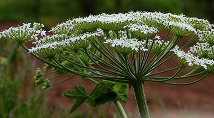 Bu ota sakın dokunmayın! Bu ota sakın dokunmayın!