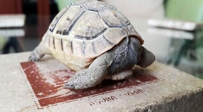 4 aylık oldu ama hala kafası yok 4 aylık oldu ama hala kafası yok
