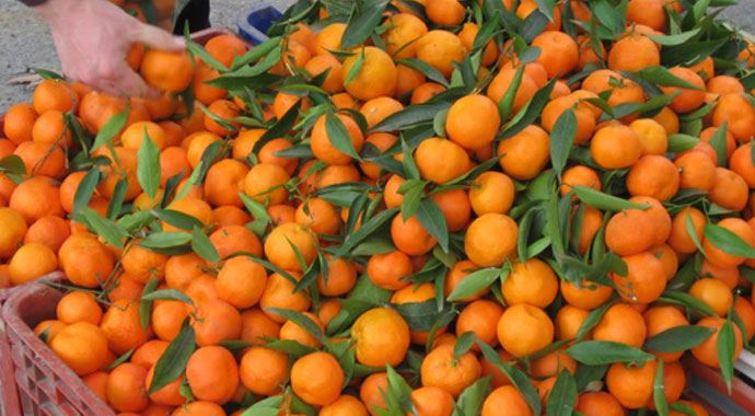 Bir günde 2 ton mandalina satıldı Bir günde 2 ton mandalina satıldı