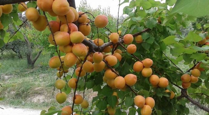 Don zararından korunmak için sulama önerisi