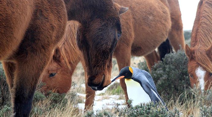 Sürüsünden kopan penguene atlar sahip çıktı