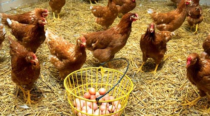 Tavuk yumurtası üretimi Mayıs'ta azaldı Tavuk yumurtası üretimi Mayıs'ta azaldı