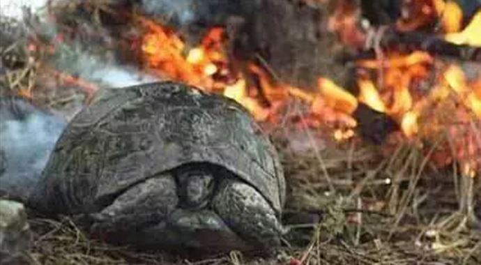 Şırnak&#039;ta Cudi Dağı&#039;nda çıkan yangın 3 gündür sönmedi