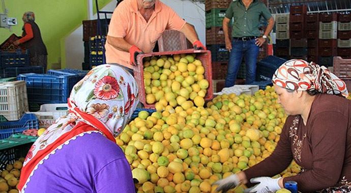 Haziranda en çok limonun fiyatı arttı Haziranda en çok limonun fiyatı arttı