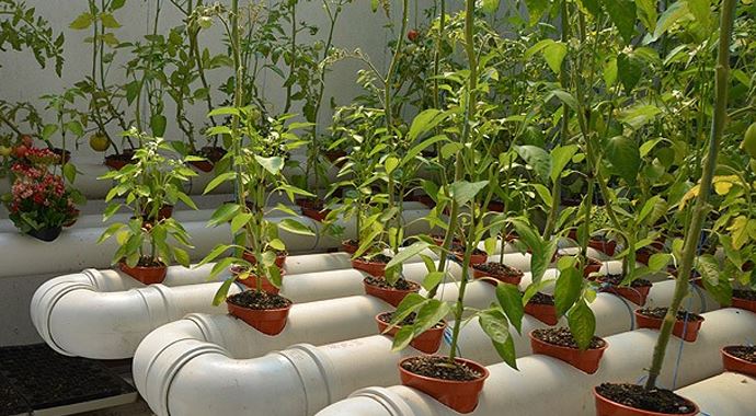 Topraksız tarımda &#039;solucan gübresi&#039; zamanı!