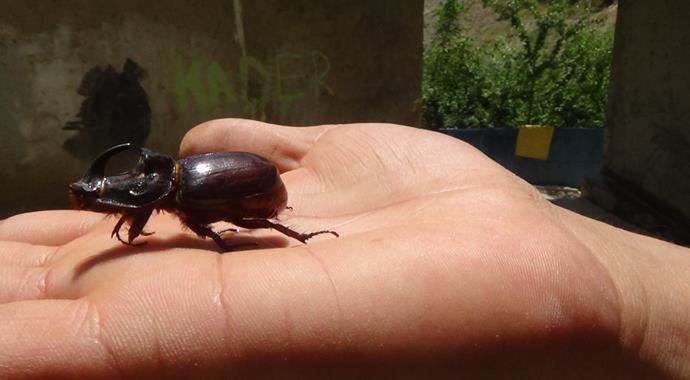 Gergedan böceği bu defa Hakkari&#039;de görüldü