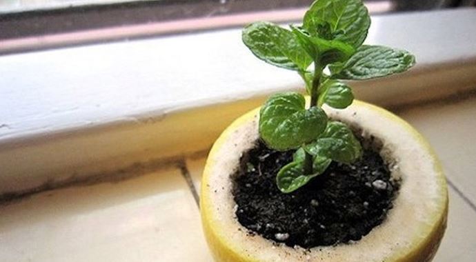 Limon kabuğunu çöpe atmayın Limon kabuğunu çöpe atmayın
