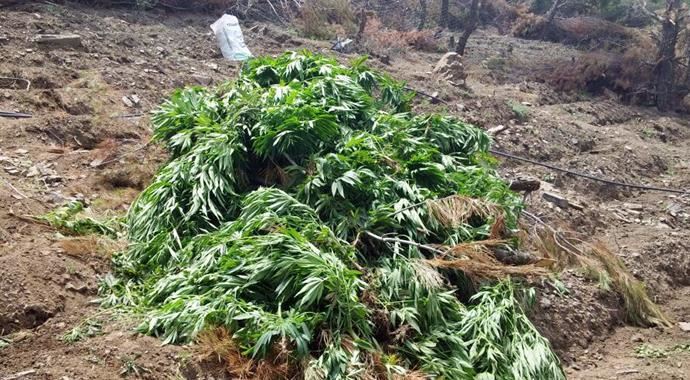 Bursa'da 120 kök kenevir ele geçirildi Bursa'da 120 kök kenevir ele geçirildi