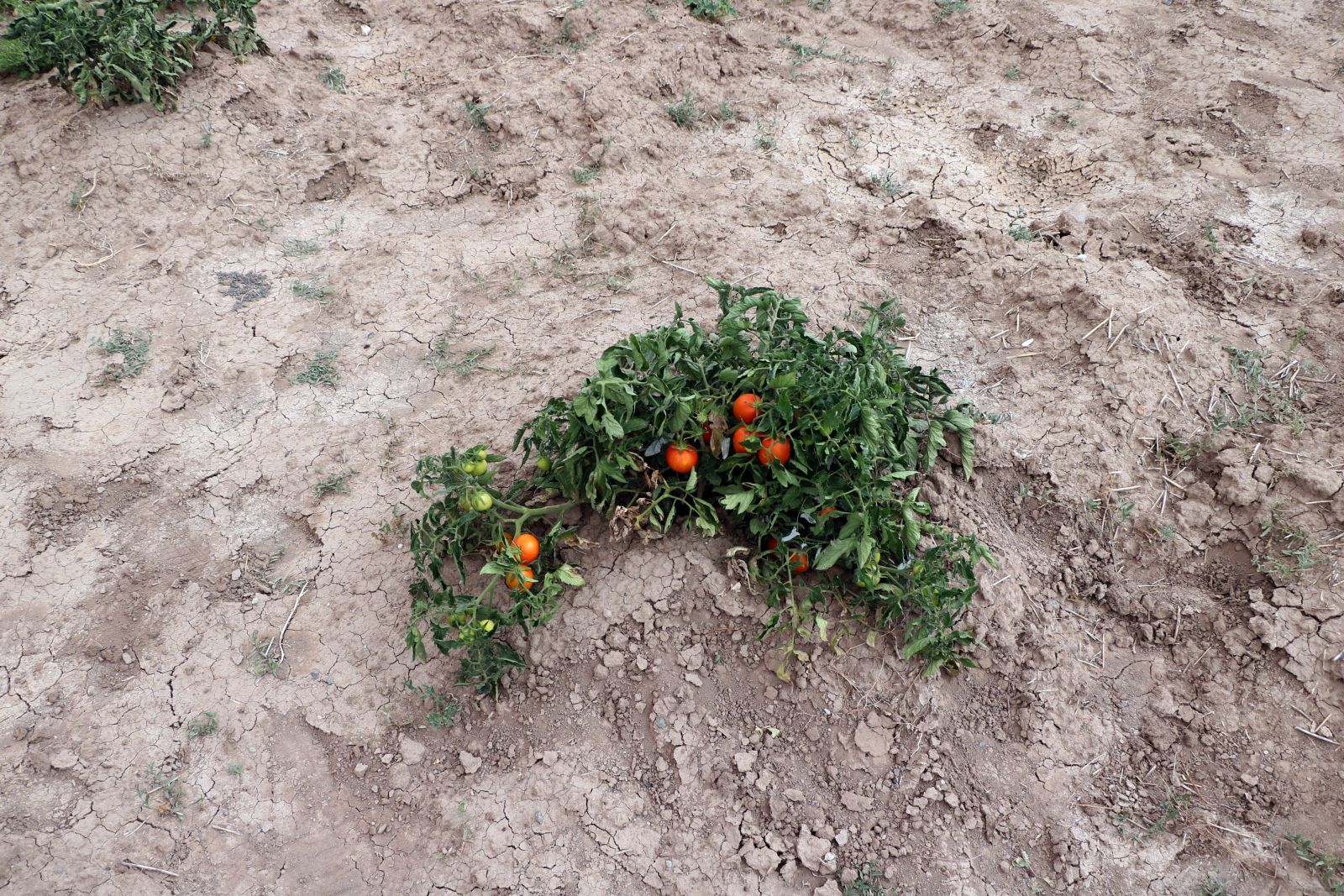 Görenler hayrete kapılıyor... Su ve gübre kullanmadan kıraç toprakta ürün yetiştiriyor