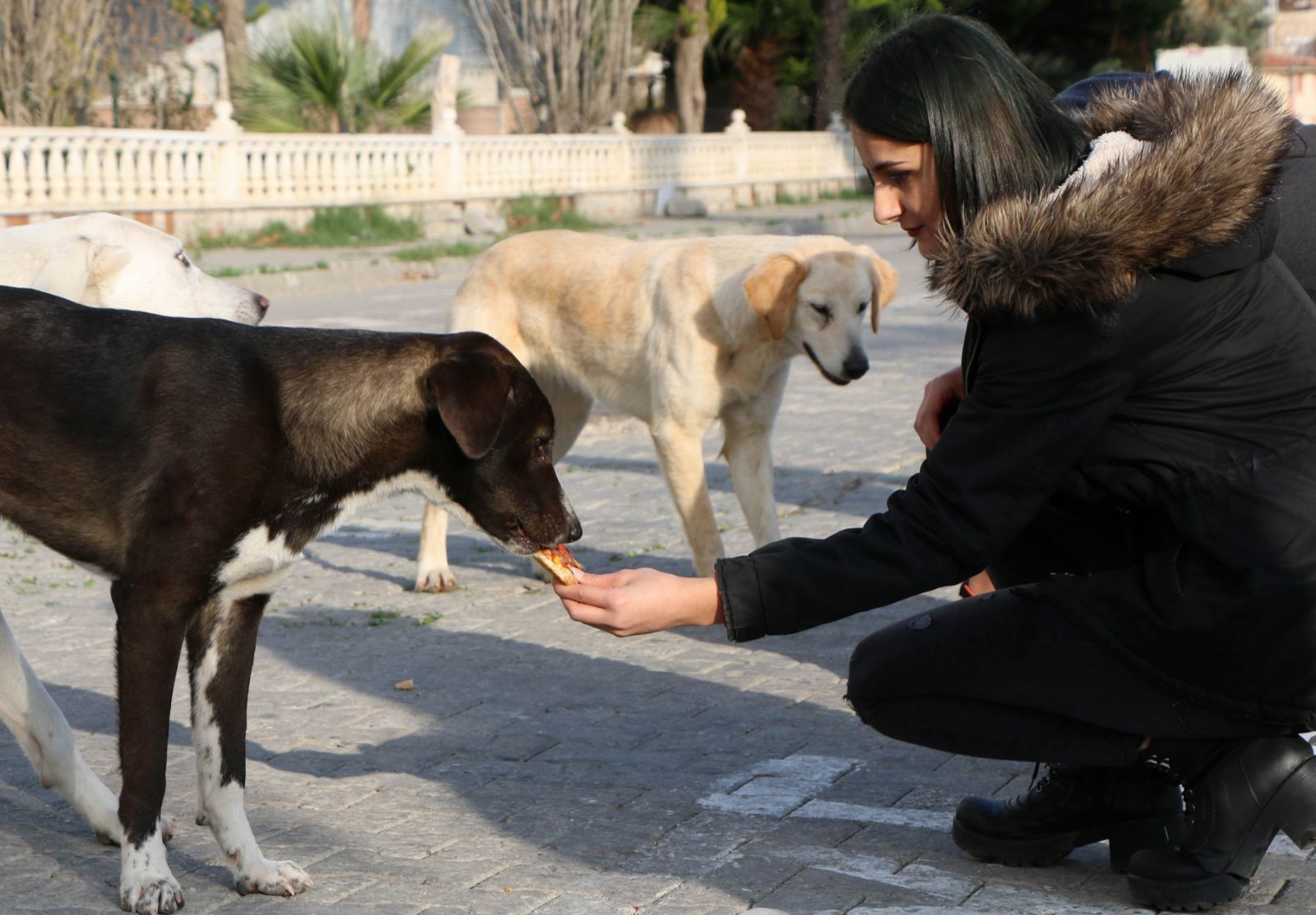 Sokak hayvanları için örnek proje