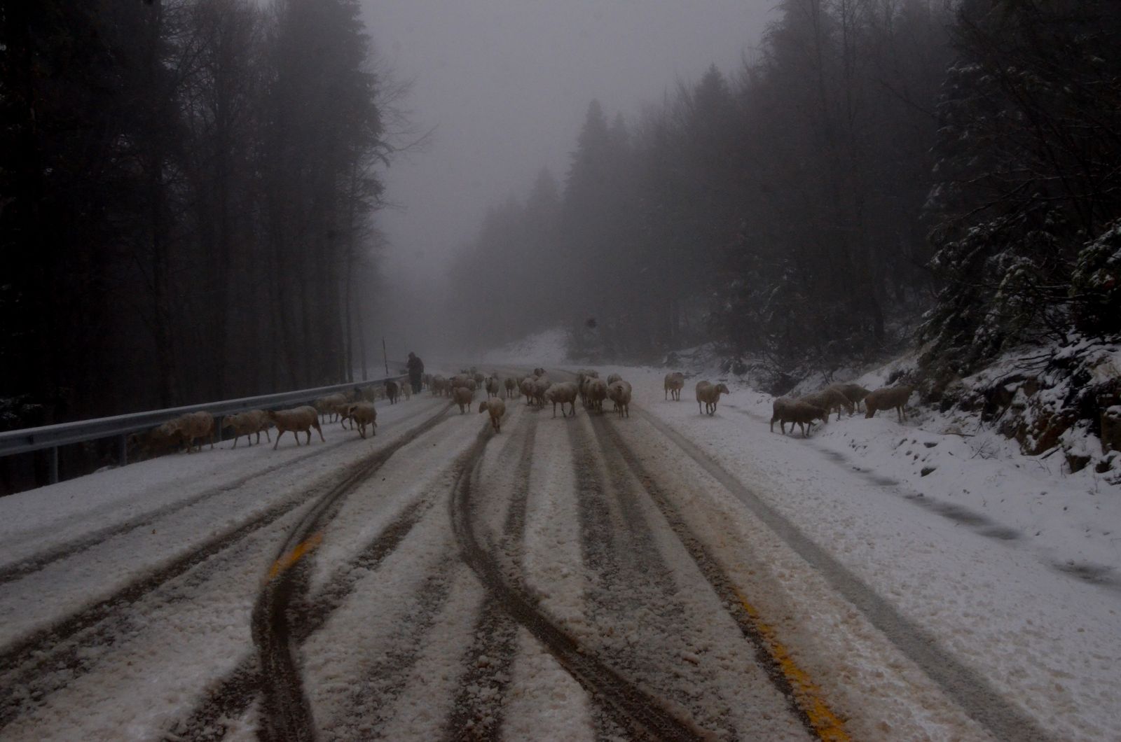 Uludağ'a kar erken yağdı, koyunlar dönüşe geçti