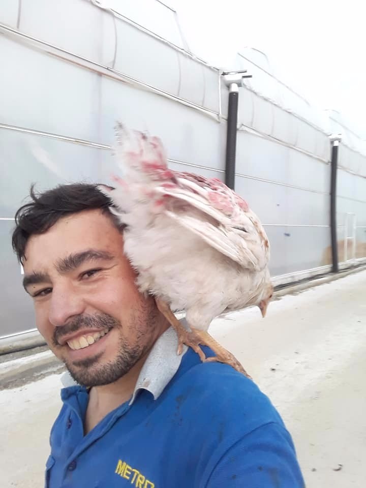 Tavuk hobisi ölümüne sebep oldu