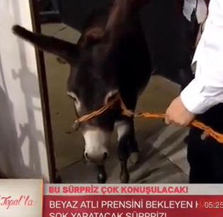 Hanife'nin talibi stüdyoya eşekle geldi