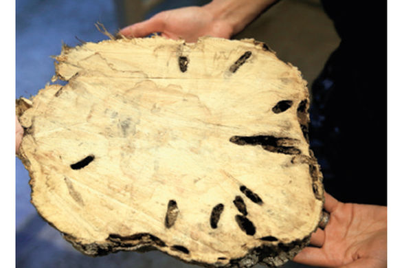 Durum vahim! İstanbul'u istila ediyorlar