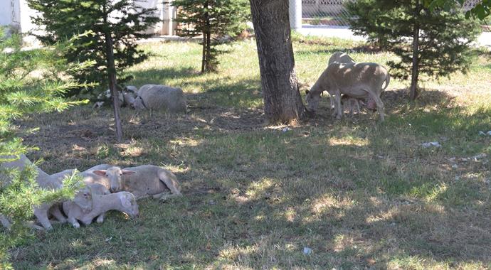 Köpekler koyun sürüsüne saldırdı