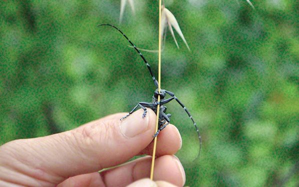 Durum vahim! İstanbul'u istila ediyorlar