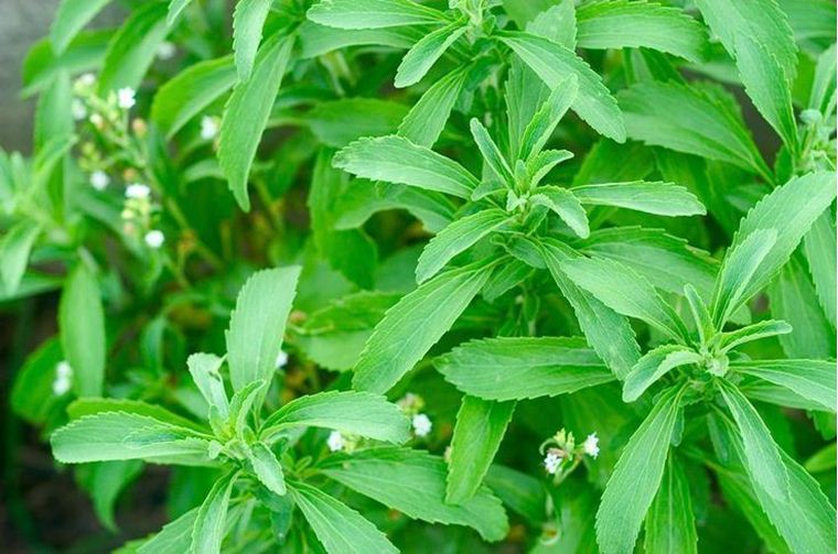 Stevia Nedir, Faydaları Nelerdir? | Şeker Otu Stevia Bitkisi Zararlı mı?