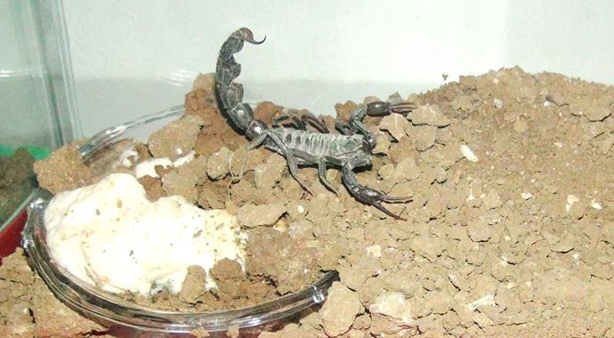 Şanlıurfa'da kurdular! Litresi 10 milyon dolar