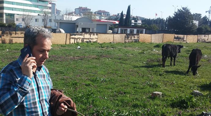 İstanbul'un göbeğinde dolaşan inekler şaşırttı