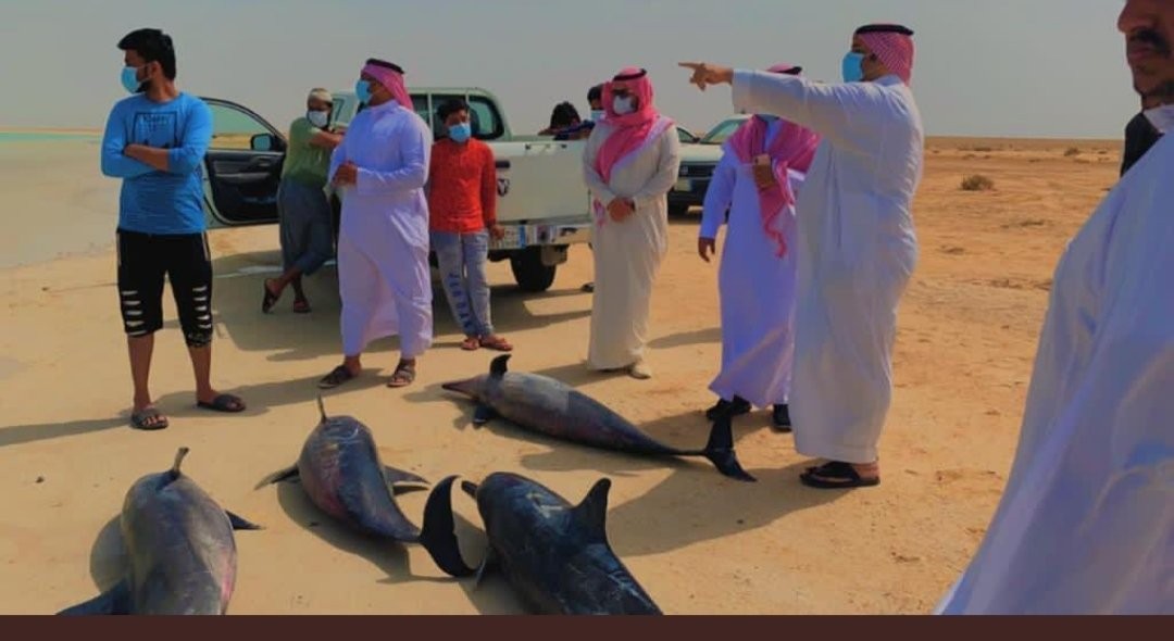 Suudi Arabistan'da şiddetli rüzgar nedeniyle onlarca yunus karaya vurdu