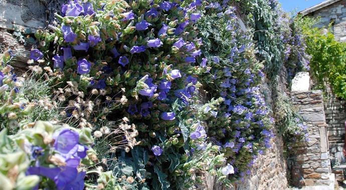 Bu çiçeği sakın koparmayın!