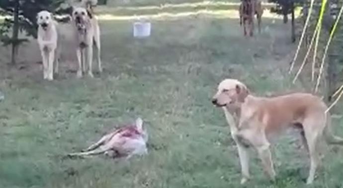 Köpekler koyun sürüsüne saldırdı