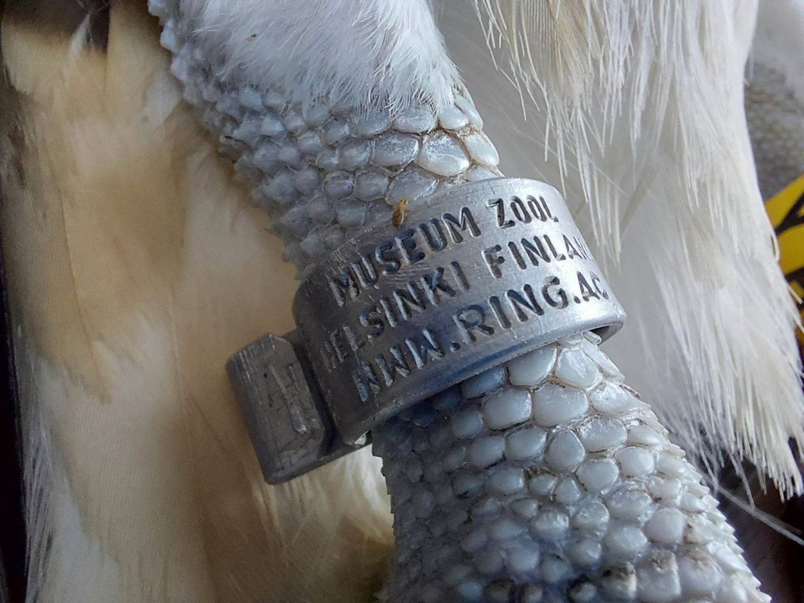 4 bin kilometre uçtu, Çorum'da telef oldu