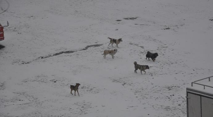 Kars beyaza büründü