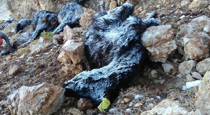 Yıldırım isabet eden 17 büyükbaş hayvan telef oldu