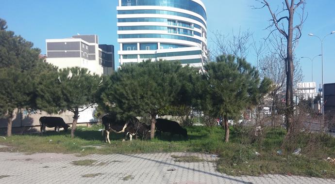 İstanbul'un göbeğinde dolaşan inekler şaşırttı