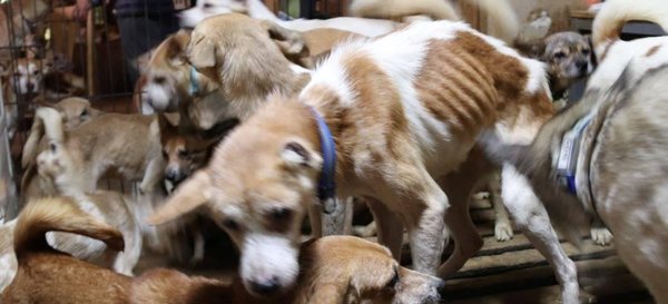 Japonya'da bir ailenin 30 metrekarelik evde 164 köpek ile yaşadığı tespit edildi