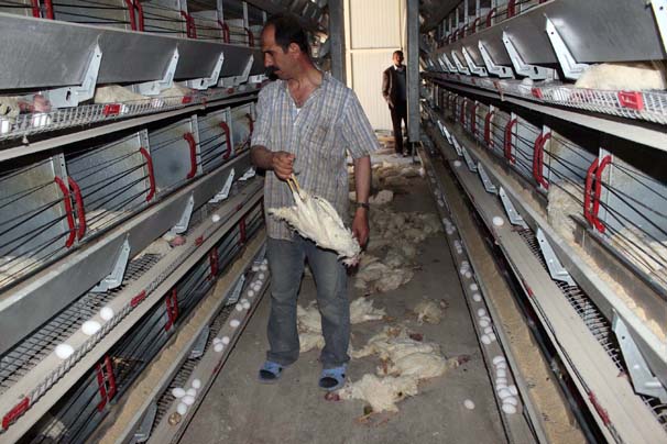 Elektrikler kesildi 40 bin tavuk telef oldu