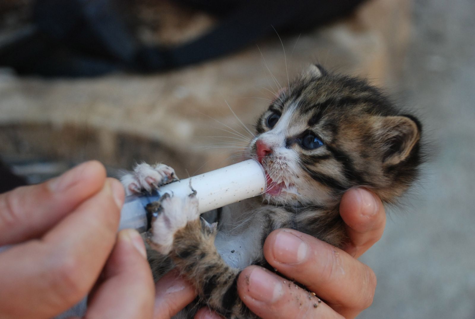 Annesiz kalan yavru kedileri şırınga ile besliyor