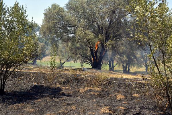 Seydikemer'de 300 zeytin ağacı kül oldu