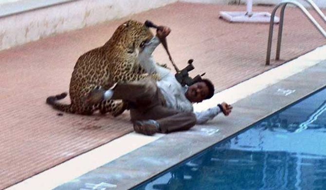 Okulu leopar bastı, önüne gelene saldırdı! 6 yaralı var