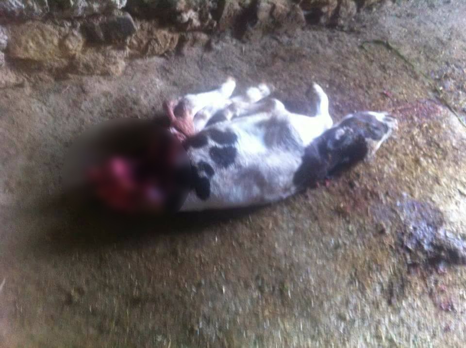 Aydın’da yırtıcı vahşi hayvan alarmı