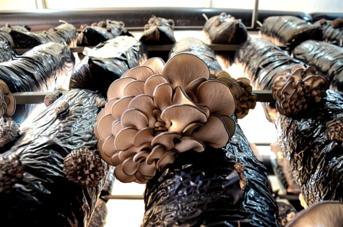 Kırmızı ete rakip çıktı, üstelik 10 lira!