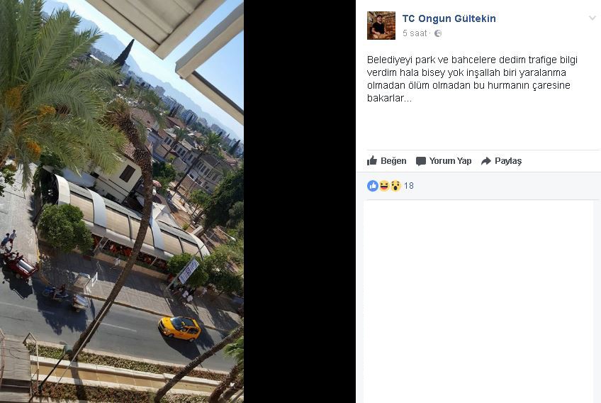 Sosyal medyadan 'devrilecek' diye uyardı! 3 saat sonra ağaç devrildi…