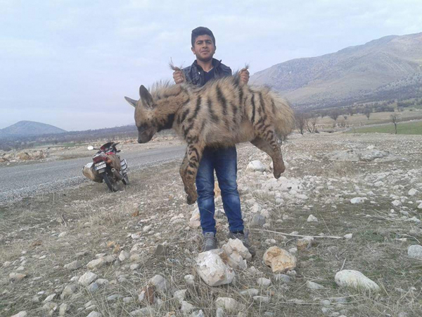 Otomobilin çarptığı çizgili sırtlan öldü!