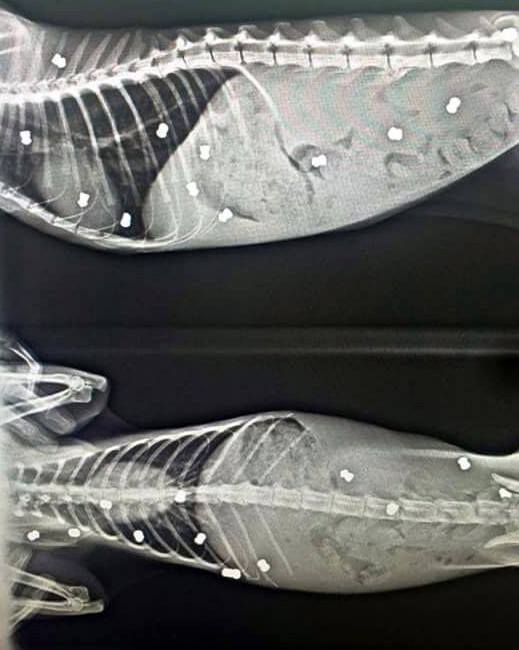 Bir kediyi daha tüfekle vurdular