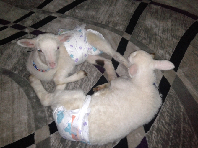 Evde beslediği kuzularının altına bebek bezi bağladı