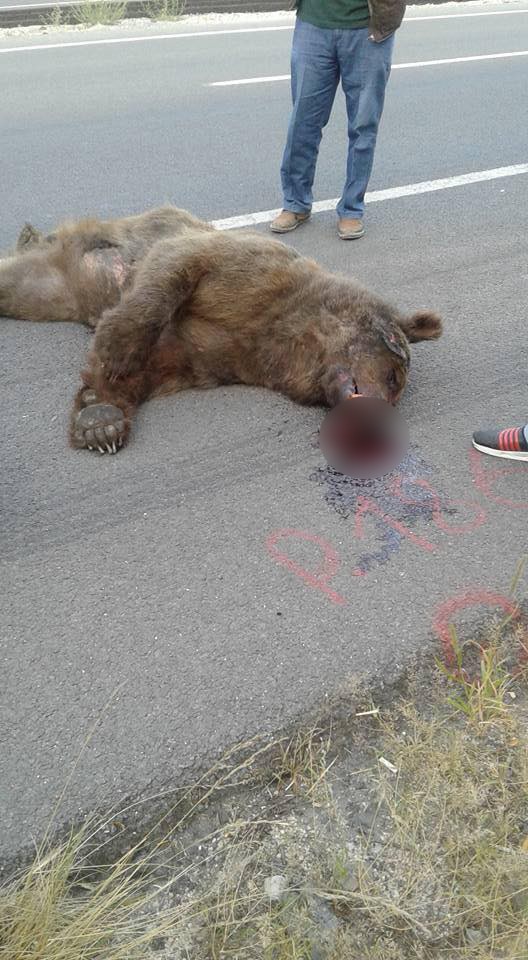 Vurulan ayı yol kenarında ölü bulundu