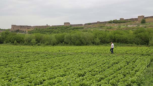 'Geceleri bahçelere gidip gizlice diktik'